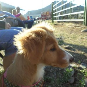 K.C. @ her first rodeo...Those horses are really "big"
South Fork, CO July/2016