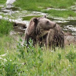 Yellowstone