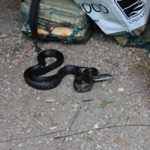 Black Rat Snake