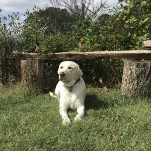 Cooper relaxing in the sun.