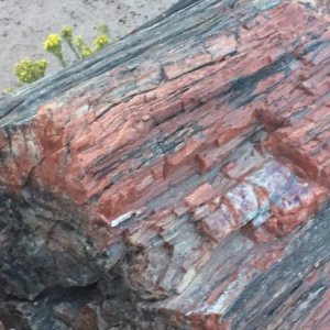 2B4FE767 49C6 4503 9F64 75F45A00CD62

Petrified Forest