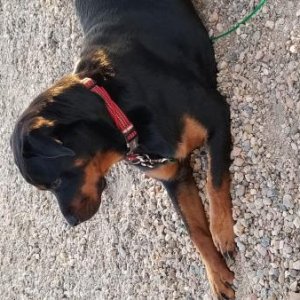 Lexy (Galaxy), our 18 month old Rottie