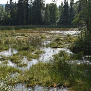 Marshy here.  Lots of moose here too.