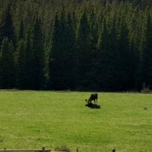 Bighorns