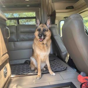 Our 10 yr old GSD in RV