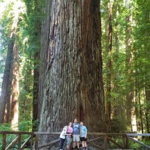 Redwoods northern California