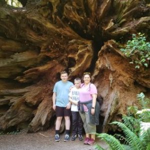 Giant rootball redwoods