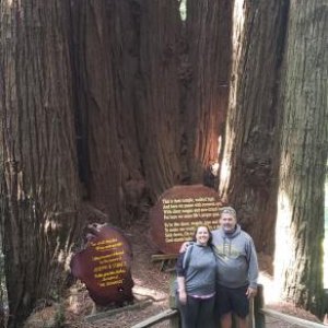 Cathedral trees. Trees of mystery