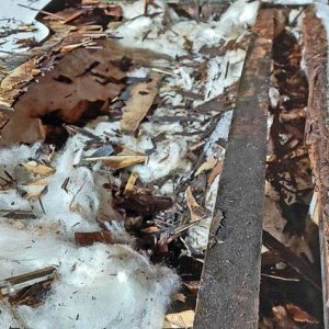 A look at the rear, the rotted sheathing is just mush and the insulation is soaked. I shudder to think of what I'll find when I pull the wall back.