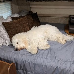 Dog on master bed