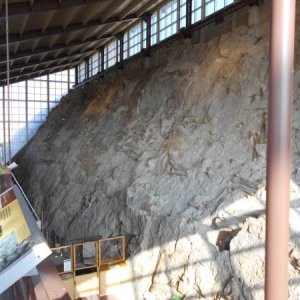 Fossil wall in the Quarry Hall, Dinosaur National Monument, Jensen, UT