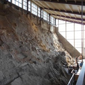 Fossil wall in the Quarry Hall, Dinosaur National Monument, Jensen, UT