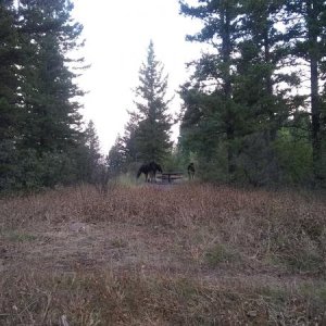 Regular morning visitors to our campsite - Scout Mountain Campground, Pocatello, ID