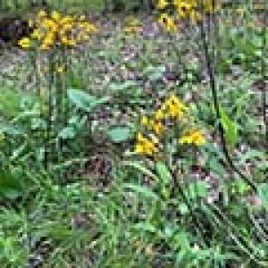 Salt fork Trail Flowers