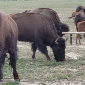 Teddy Roosevelt NP