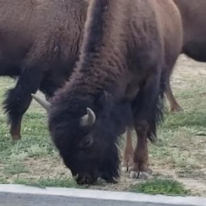 Teddy Roosevelt NP