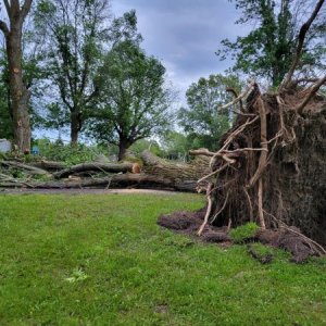 Tree Down