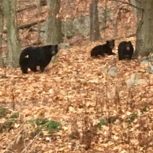 Some of the neighbors, from the state park we back up to.