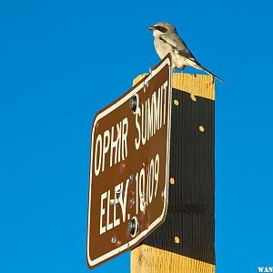 Loggerhead Shrike