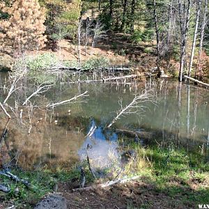 Lassen Creek Beaver Pond