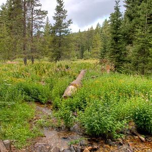 Wet Meadow at Cave Lake C.G.