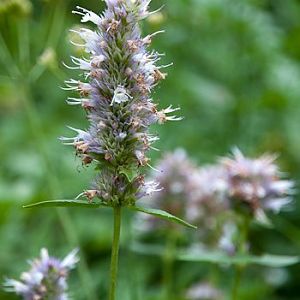 Flower 4 in Wet Meadow