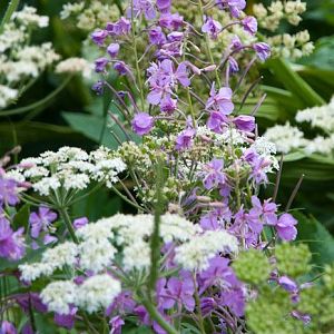 Fireweed (?) and friends at Wet Meadow