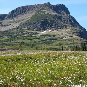 Meadow above the lodge