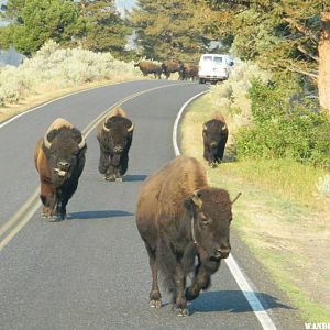 Male bison following a female during the rut.