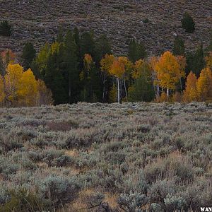 Green Creek Aspens