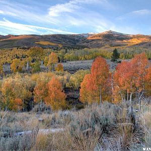 Summer Meadows Dawn Aspen