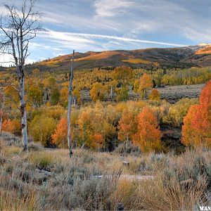 Summer Meadows Dawn Aspen