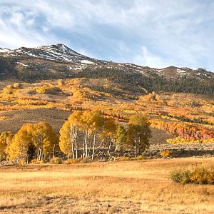 Summer Meadows Aspen and Willows