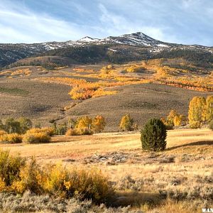 Summer Meadows Aspen and Willows