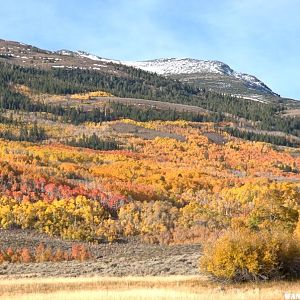 Summer Meadows Aspen and Willows