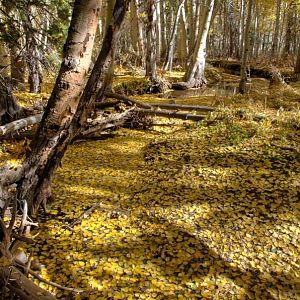 Creek Covered with Leaves