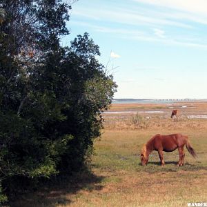 52 Wild pony at Assateague (1024x750).jpg