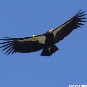 condors