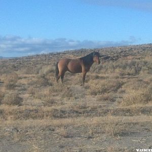 Wild (feral) Horse