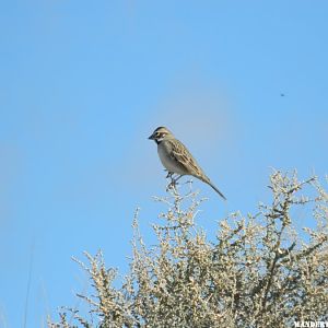 Lark Sparrow