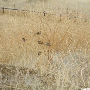 Sage Sparrows