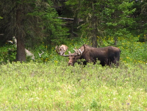 072, Nice Bull Moose, 3 miles from camp