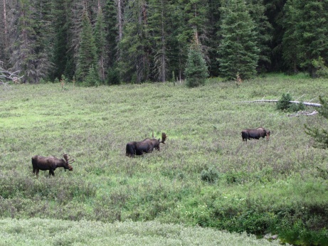 076, 2 Bull Moose and a 1 cow