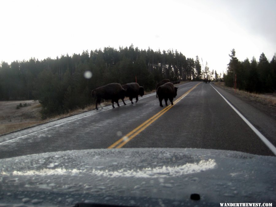 10 Buffalo have the right of way (1024x768).jpg