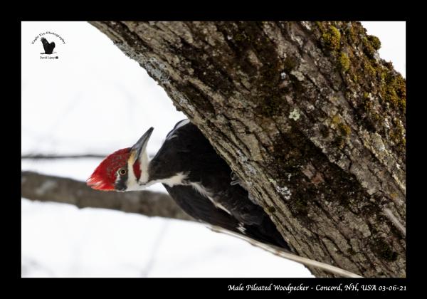 1004PS Male Pileated Woodpecker Playing Peek a boo By The Merrimack River   Concord, NH, USA 03 06 21