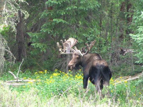 115, Nice Bull Moose