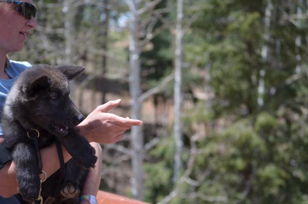 13 week old wolf cub at the Colorado Wildlife Wolf Center