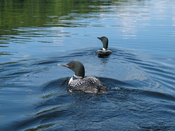 130 3035 Loons on Lake of Two Rivers Algonquin Park Ont.