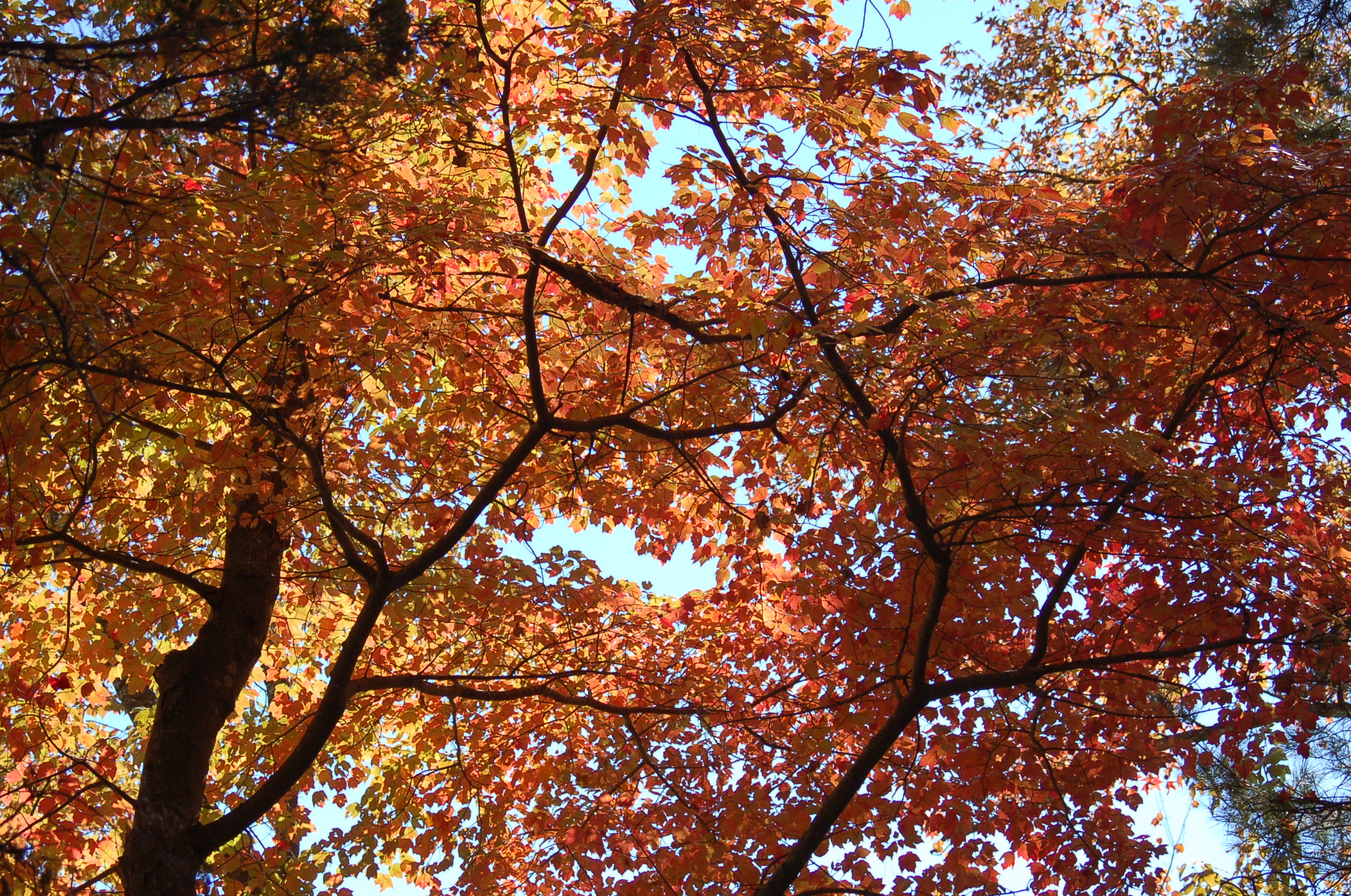 13_ColorCanopy