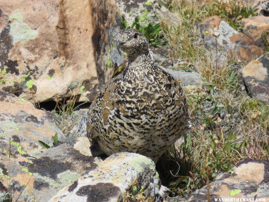 '15 A33 UT UNITAS BALD MTN TR PTARMIGAN